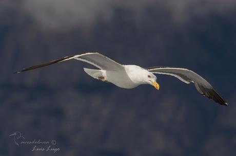 Gaviota cocinera (Kelp Gull) Larus dominicanus