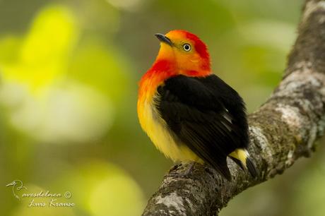 Bailarín naranja (Band-tailed manakin) Pipra fasciicauda Bailarín naranja (Band-tailed manakin) Pipra fasciicauda