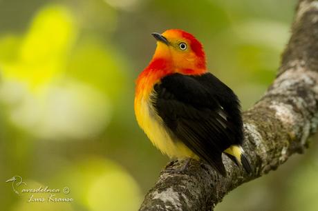 Bailarín naranja (Band-tailed manakin) Pipra fasciicauda