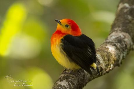 Bailarín naranja (Band-tailed manakin) Pipra fasciicauda Bailarín naranja (Band-tailed manakin) Pipra fasciicauda
