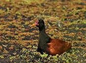 Jacana empollando