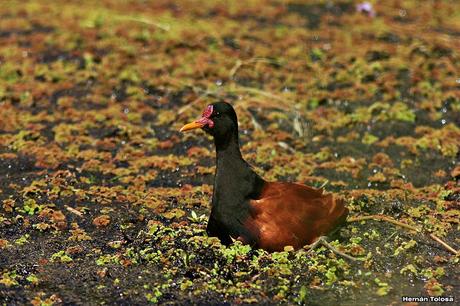 Jacana empollando