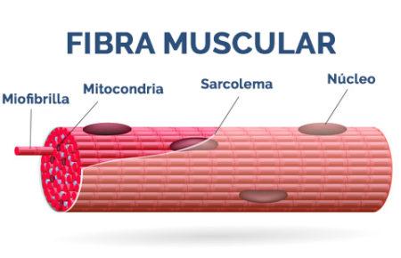 fibra muscular