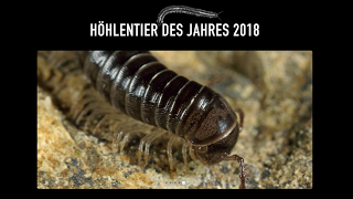 Animal de cueva del año 2018 Animal de cueva del año 2018