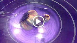POTAJE DE GARBANZOS Y BACALAO CON SU CABEZA DE AJOS ASADA (video de como asarla al fuego) POTAJE DE GARBANZOS Y BACALAO CON SU CABEZA DE AJOS ASADA (video de como asarla al fuego)