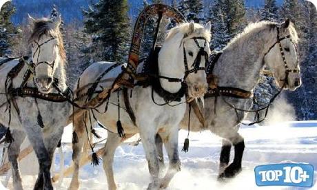 Rusia-entre-los-paises-con-mas-caballos-del-mundo