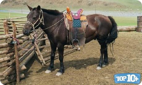 Mongolia Mongolia-entre-los-paises-con-mas-caballos-del-mundo
