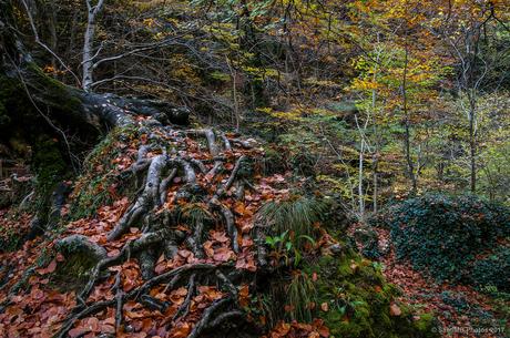 Raíces entrelazadas