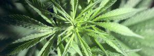 Información de Suboxone – Guía de recuperación de adicciones Efectos relacionados con la salud del consumo de marihuana