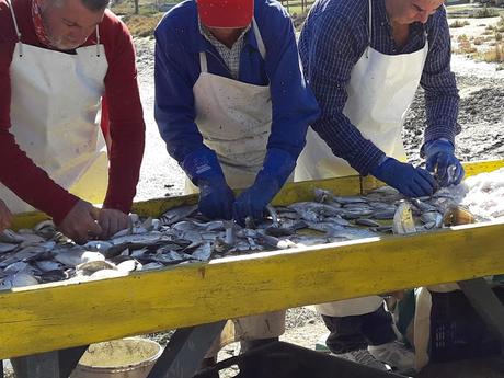 DESPESQUE EN LOS ESTEROS DE SAN FERNANDO