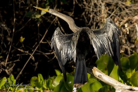Aninga (Anhinga) Anhinga anhinga Aninga (Anhinga) Anhinga anhinga