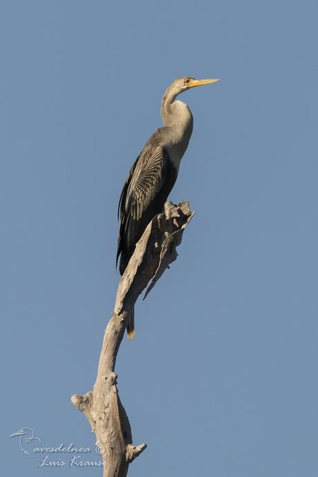 Aninga (Anhinga) Anhinga anhinga Aninga (Anhinga) Anhinga anhinga