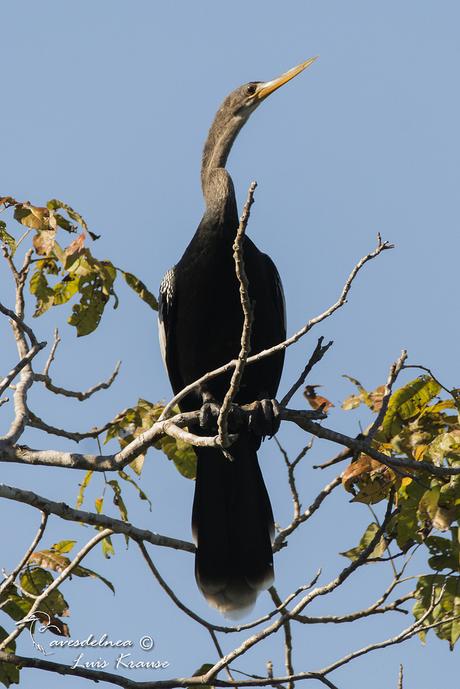 Aninga (Anhinga) Anhinga anhinga Aninga (Anhinga) Anhinga anhinga