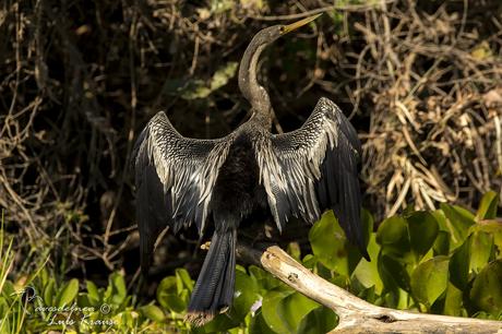 Aninga (Anhinga) Anhinga anhinga Aninga (Anhinga) Anhinga anhinga