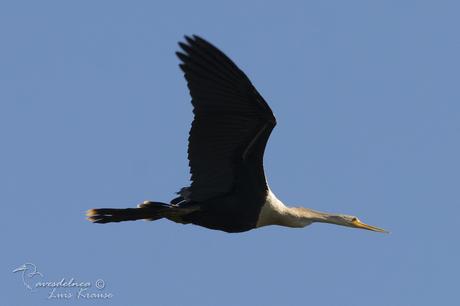 Aninga (Anhinga) Anhinga anhinga Aninga (Anhinga) Anhinga anhinga