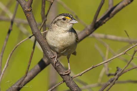 Cachilo ceja amarilla (Grassland Sparrow) Ammodramus humeralis