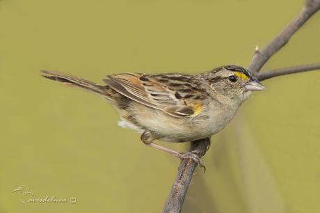 Cachilo ceja amarilla (Grassland Sparrow) Ammodramus humeralis