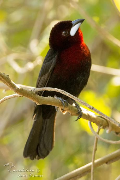 Fueguero Oscuro / Silver-beaked Tanager - Ramphocelus carbo (Pallas, 1764)