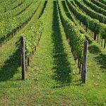 Todo sobre el vino: Malvasía y Petit Verdot Todo sobre el vino: Malvasía y Petit Verdot