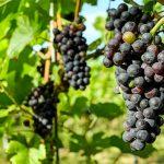 Todo sobre el vino: Malvasía y Petit Verdot Todo sobre el vino: Malvasía y Petit Verdot