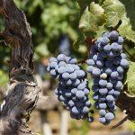 Todo sobre el vino: Malvasía y Petit Verdot