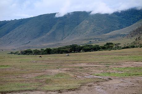 Ngorongoro