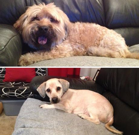 20+ perros antes y después de sus cortes de pelo.