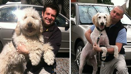 20+ perros antes y después de sus cortes de pelo.