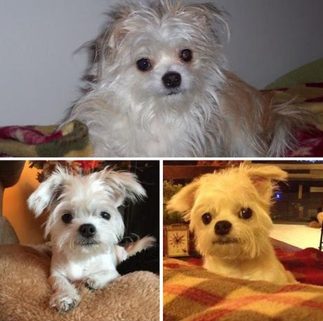 20+ perros antes y después de sus cortes de pelo.