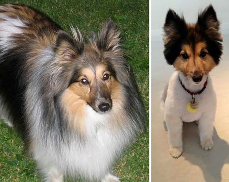 20+ perros antes y después de sus cortes de pelo.