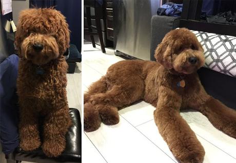 20+ perros antes y después de sus cortes de pelo.