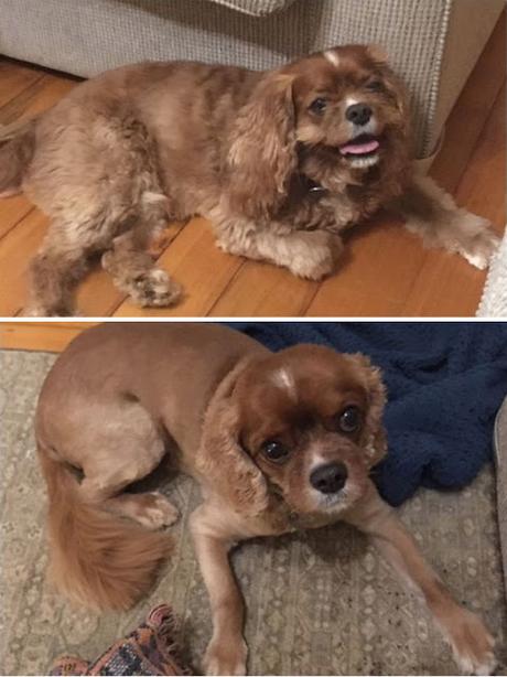 20+ perros antes y después de sus cortes de pelo.