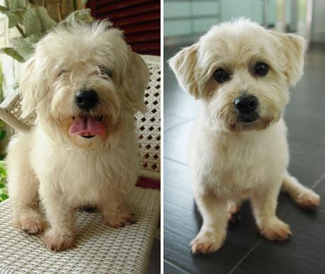 20+ perros antes y después de sus cortes de pelo.