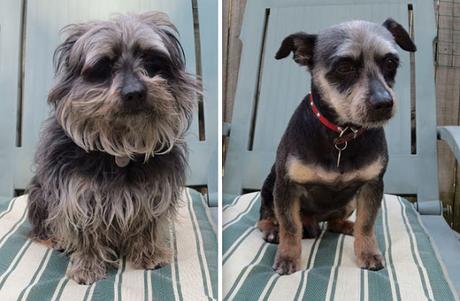 20+ perros antes y después de sus cortes de pelo.