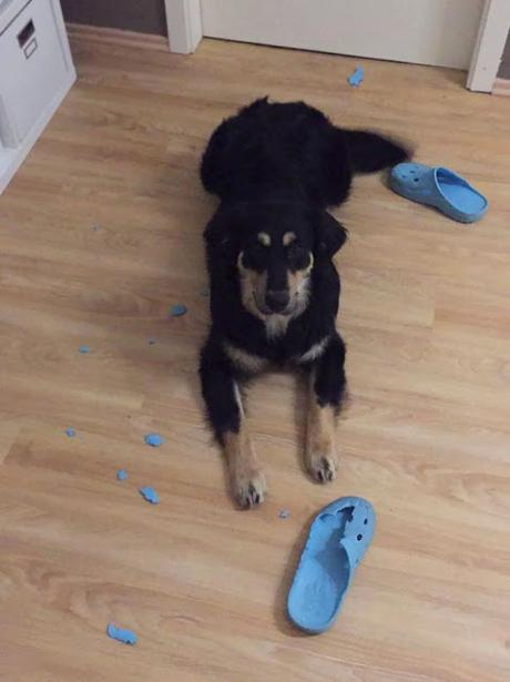 Mascotas Solas en casa haciendo de desastres Con lo que hay Mascotas Solas en casa haciendo de desastres Con lo que hay