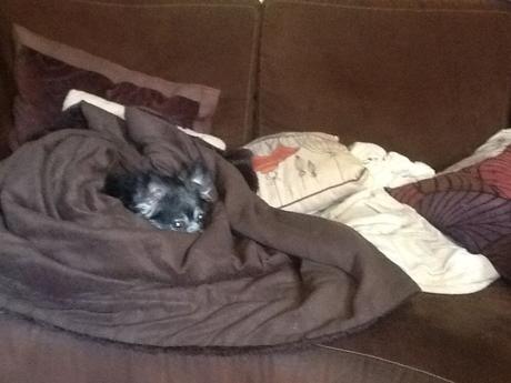 Las almas viejas de estos perros capturadas en fotos, son increibles