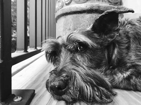 Las almas viejas de estos perros capturadas en fotos, son increibles