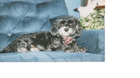 Las almas viejas de estos perros capturadas en fotos, son increibles