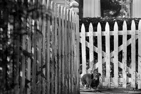 Las almas viejas de estos perros capturadas en fotos, son increibles