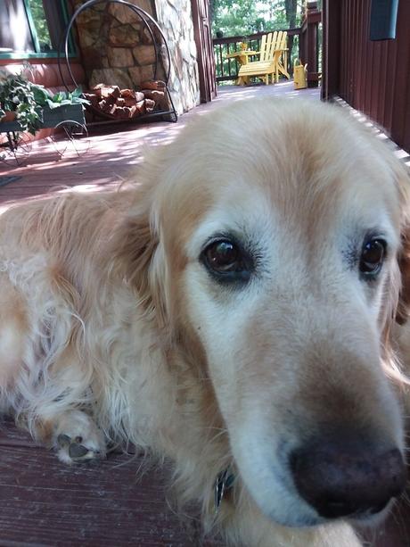 Las almas viejas de estos perros capturadas en fotos, son increibles