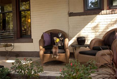 Las almas viejas de estos perros capturadas en fotos, son increibles