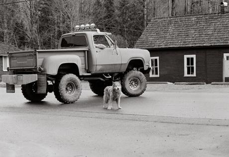 Las almas viejas de estos perros capturadas en fotos, son increibles