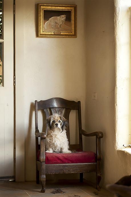 Las almas viejas de estos perros capturadas en fotos, son increibles