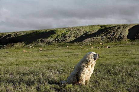 Las almas viejas de estos perros capturadas en fotos, son increibles
