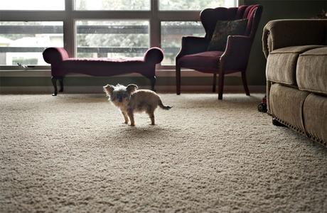 Las almas viejas de estos perros capturadas en fotos, son increibles