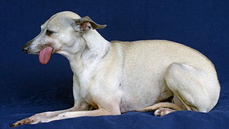 Las almas viejas de estos perros capturadas en fotos, son increibles