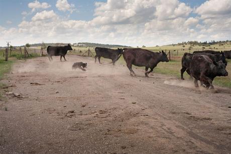 Las almas viejas de estos perros capturadas en fotos, son increibles