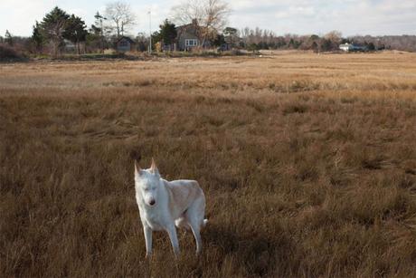 Las almas viejas de estos perros capturadas en fotos, son increibles