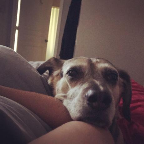 Las almas viejas de estos perros capturadas en fotos, son increibles