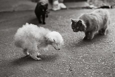 Las almas viejas de estos perros capturadas en fotos, son increibles